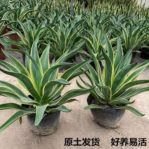 秋颖金边龙舌兰盆栽 多肉植物 虎皮兰绿植花卉好养 金边龙舌兰一颗高18-20CM左右 原土发货（耐旱植物易养活）
