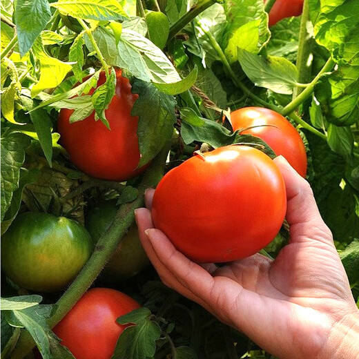 Compound fertilizer, vegetable agricultural vegetable planting, flower fertilizer, flower and fruit tree general chemical fertilizer 5 Jin Jin equals 0.5 kg 16-32-5 high phosphorus compound fertilizer 80 Jin Jin equals 0.5 kg