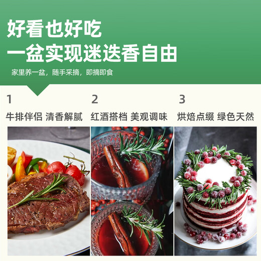 Hua Weng potted edible thyme vanilla plant spices large pot of rosemary (gallon pot) straight from the source