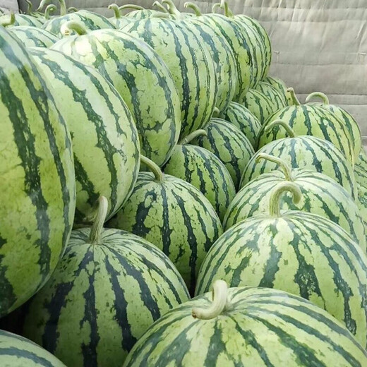 Zhongke Maohua vegetable and fruit seeds Xiyu Zaojia 8424 watermelon seeds Xinjiang 8424 Kirin watermelon seeds high purity Xiyu Zaojia 8424-1000 capsules/box