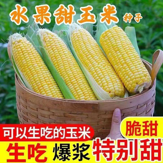 Sweet and crispy fruit corn seeds, big sticks, early-maturing, fragrant and super-sweet corn, eaten raw in all seasons, field planting seeds, high-quality fruit corn seeds, newly planted in season - 5 packs, about 500 grains