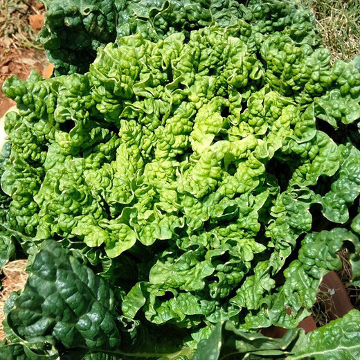 Shouhe Tianjin green hemp leaf Chinese cabbage seeds winter storage vegetable seeds field planting high pile long summer and autumn green cabbage mussels Tianjin green hemp leaf cabbage seeds 15gx2 bags