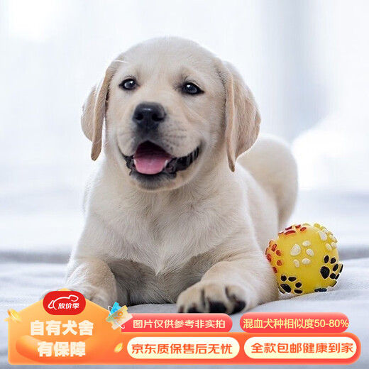 Mixed Chinese Pastoral Dog Golden Retriever Corgi German Shepherd Labrador Horse Dog Shiba Inu Bichon Frize Puppy Pet Dog Live Mixed Class German Shepherd Mixed