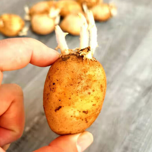Wangyuanxing potato seeds with buds, high yield, yellow skin, yellow heart potato seeds, Shandong potato seeds, potato seeds, Dutch potato seeds 2500g