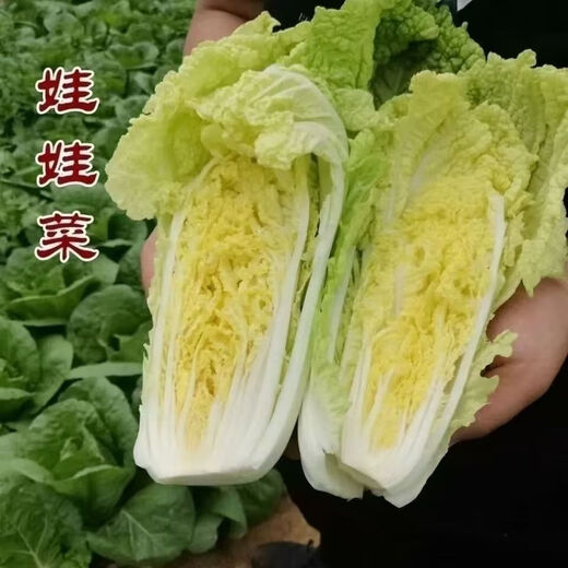 Supermarket quality, fresh, high-quality baby cabbage, freshly cut and grown, in small packages, fresh vegetables, straight from the place of origin, fresh baby cabbage 1*(3 plants)*2 packs