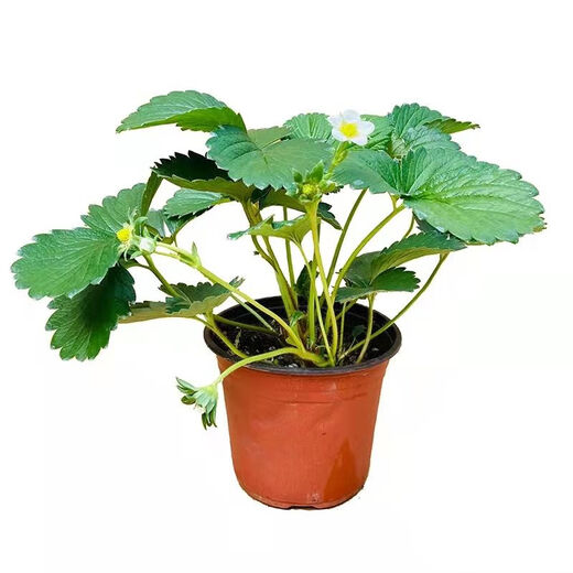 Strawberry seedlings shipped from the original soil, blooming and big fruit for four seasons, cream strawberry seedlings wholesale, fruit plug seedlings for the current year, 6 cream strawberries, shipped from the original soil + fertilizer