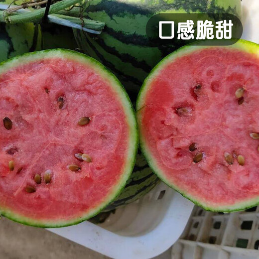 Fengming Yashi early-maturing four-season watermelon seeds thin-skin gift hybrid watermelon seeds Kirin 2K watermelon seeds 50 capsules