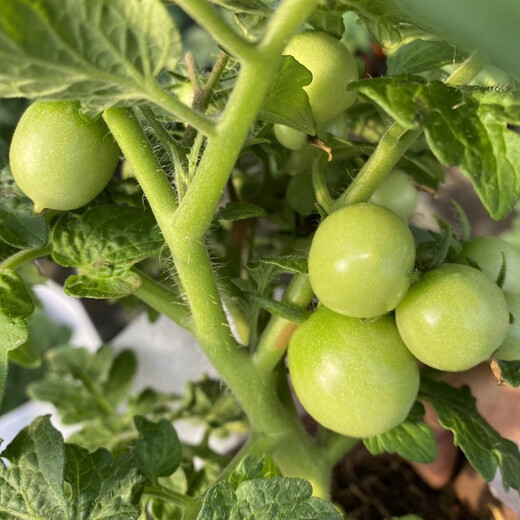 Tomato potted imported tomato seedlings with flowers and fruits four seasons tomato fruit flower seedlings edible outdoor cherry tomatoes small tomato potted with fruit shipped 1 pot