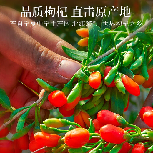 纯耕红枸杞子头茬特优级枸杞500g新货宁夏中宁免洗枸杞茶构苟杞茶滋补