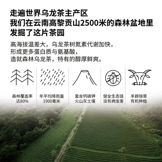 吉普号【直播专享】冰甜乌龙 夏日冷泡袋泡茶 桂花乌龙 茶叶 茶包 25g*1盒
