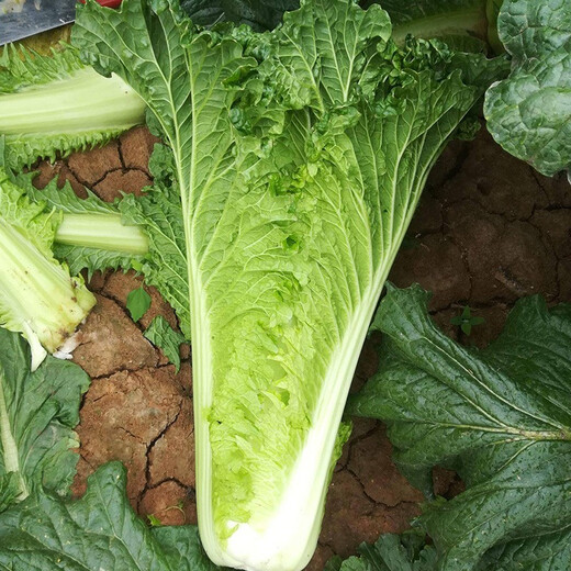 Shouhe Tianjin green hemp leaf Chinese cabbage seeds winter storage vegetable seeds field planting high pile long summer and autumn green cabbage mussels Tianjin green hemp leaf cabbage seeds 15gx2 bags