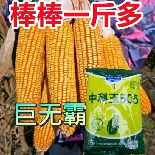 New species double national review original Zhongkeyu 505 corn seeds are resistant to lodging and insects. It is good to sow low-stem big stick seeds in spring and summer. New species original Zhongkeyu 505 4200 grains x1-pack