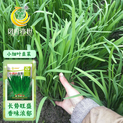Fengming Yashi Shandong fine-leaf leek farmhouse old variety leek family balcony four-season vegetables small fine-leaf leek seeds 10g