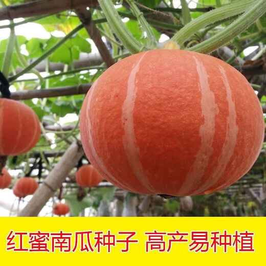 Original factory packaging Red Beibei Pumpkin Seeds New Variety Sweet Noodles and Waxy Japanese Chestnut Small Pumpkin Seeds Original factory packaging of about 15 seeds per pack Red Beibei Pumpkin