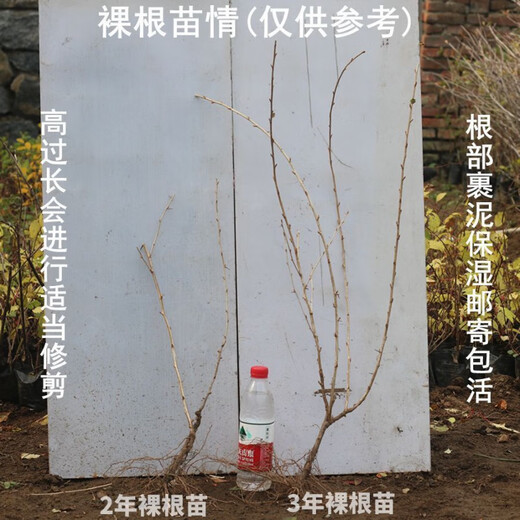 Northeast red currant fruit saplings, potted lantern fruit seedlings, north and south planting, large fruit platform planting, fruit seedlings, gooseberry, 3-year seedlings (cup seedlings with soil are good for survival) 10 trees