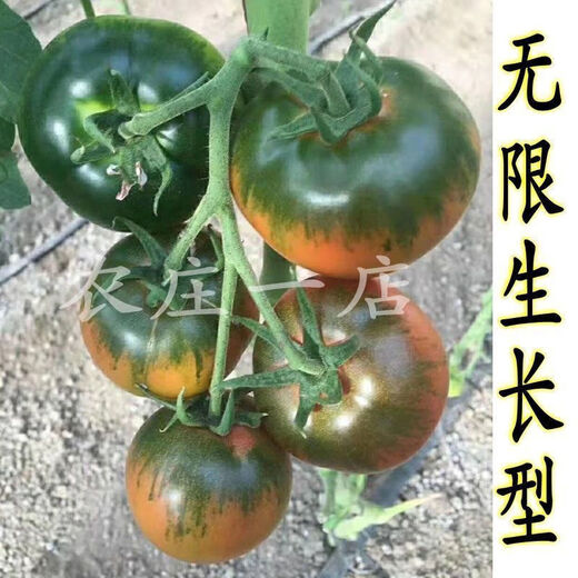 Fruit Strawberry Tomato Seeds Super Sweet Tomato Seedlings Northeast Iron Bark Seeds Balcony Field Spring, Autumn, and Winter Seasons Iron Bark Tomato Seeds #WG7 Original Pack of About 213