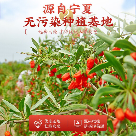 Qi liyuan Wolfberry Ningxia Special Red Wolfberry 500G Zhongning Specialty Wolfberry Authentic Yaki Tea Top Wolfberry