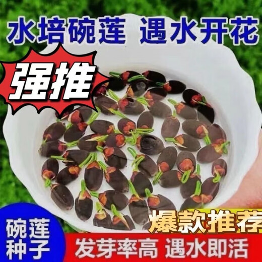 Bowl of lotus seeds, colorful hydroponic flowers, water-grown four-season lotus, lotus seeds, lotus root green water plants, mixed-color bowl of lotus seeds, budding when exposed to water, blooming in all seasons, 100% budding, 10 capsules, multi-color mixed, already opened
