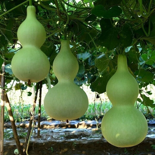 Treasure gourd seeds edible vegetable gourd vegetable seeds spring planting large gourd seeds flower seeds easy to grow in spring treasure gourd seeds - new species of the season original pack of about 11 seeds -