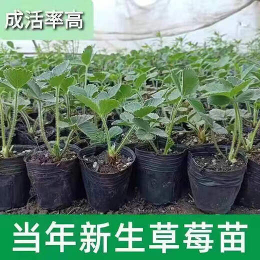 Strawberry seedlings shipped from the original soil, blooming and big fruit for four seasons, cream strawberry seedlings wholesale, fruit plug seedlings for the current year, 6 cream strawberries, shipped from the original soil + fertilizer
