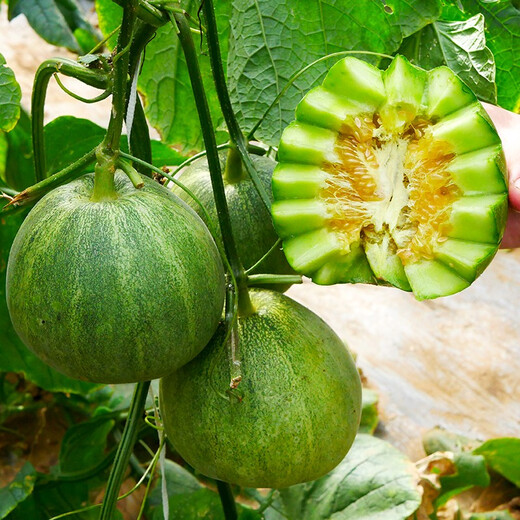 Shouhe Xinjiang Hami Melon Seeds Southern and Northern Early Maturing Super Sweet Xiangfei Reticulated Honeydew Melon Tokyo Crispy Treasure Melon Seeds 2g