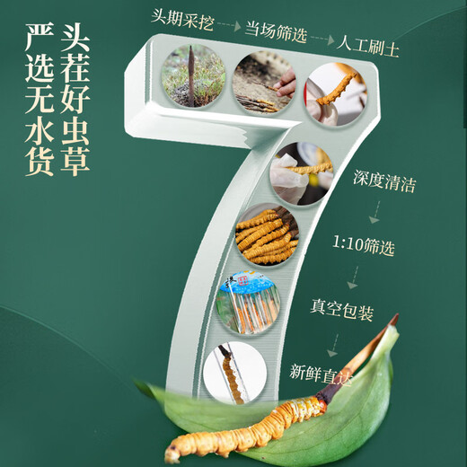 Lei Yunshang Cordyceps sinensis, первая фаза свежего кордицепса, экологическое разведение, холодная свежая доставка, свежий кордицепс не поддерживает возврат, 100 штук (0,4-0,6 г/шт.)