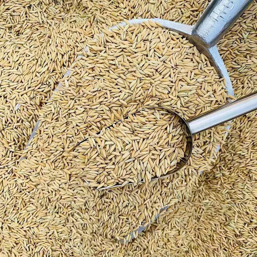 Sumi grows rice 50Jin Jin is equal to 0.5kg Feed chickens, ducks, geese and pigeons cheap wholesale 25KG farmers grow rice with shell millet rice fine fine grow rice