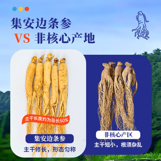 水长东 人参100克10支 吉林长白山人参 滋补送父母 集安边条参煲汤泡酒