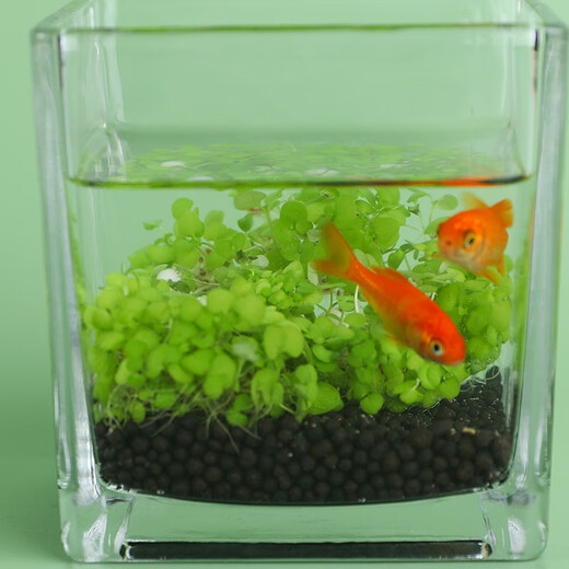 Shouhe aquatic plant mud landscaping fish tank aquarium bottom sand planting mud aquatic plant mud 1kg