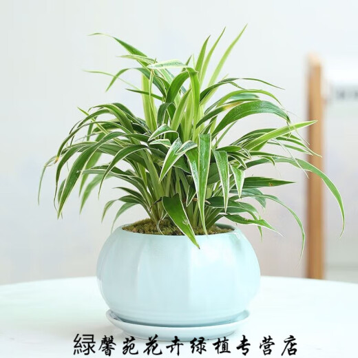 憶芗韩画青瓷多肉蝴蝶兰专用花盆带托盘号陶瓷简约吊兰绿植兰花盆 梅青719+托盘864 大