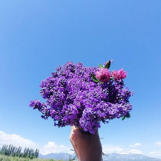 AIMAN dried lavender bouquet living room home decoration natural dried bouquet real flower aromatherapy internet celebrity flower arrangement ins gift 250g space blue half Jin Jin equals 0.5kg dark blue new summer flowers all in English newspaper packaging