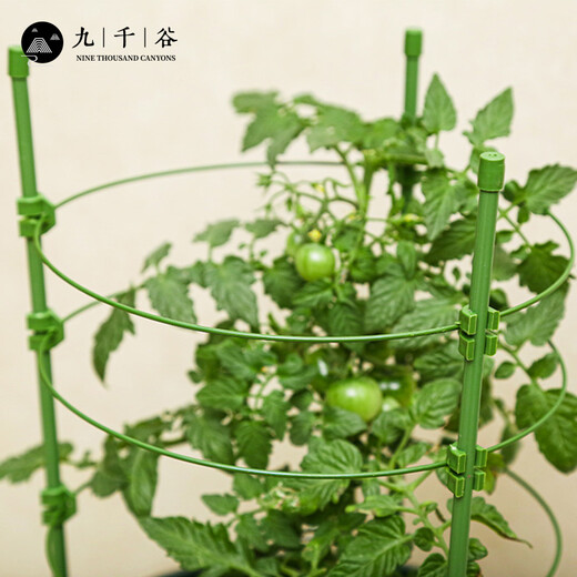 九千谷植物攀爬架包钢管花架蔷薇月季葡萄固定支撑防倒固定架60cm4634