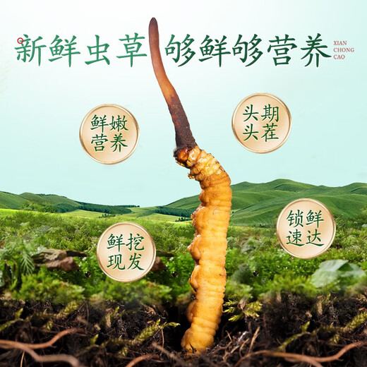 圣迪康藏2025年头茬新鲜冬虫夏草鲜虫草冷鲜空运送礼自用滋补礼品 1.0克/根  20根装