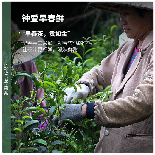 Chen Yifan gefrorener Oolong-Tee Strong Geschmack Taiwan High Mountain Tee Taiwanese Oolong Papierverpackung 300 g Geschenk zum Selbstverbrauch
