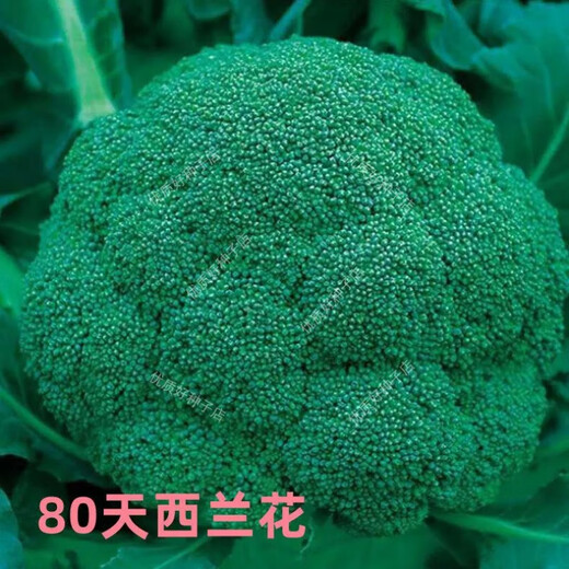 Broccoli seeds broccoli seeds loose cauliflower seeds cauliflower green cauliflower seeds four seasons vegetables original purple cauliflower seeds 2 bags (about 200 grains