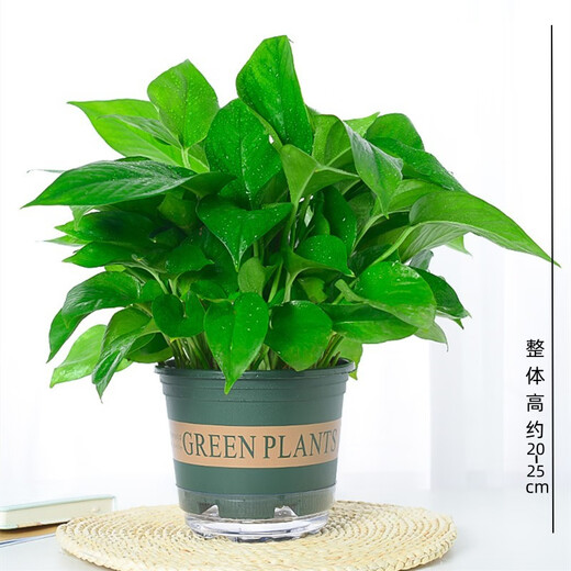 Xingxiang green radish potted hydroponic green plants for new houses, formaldehyde-removing plants, 180# gallon pots, 4 pots + water-absorbing pots, straight from the source