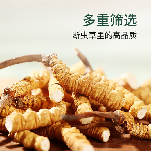 Sejila Cordyceps sinensis cordyceps selected Cordyceps 10g affordable package Nutritional supplements for the elderly