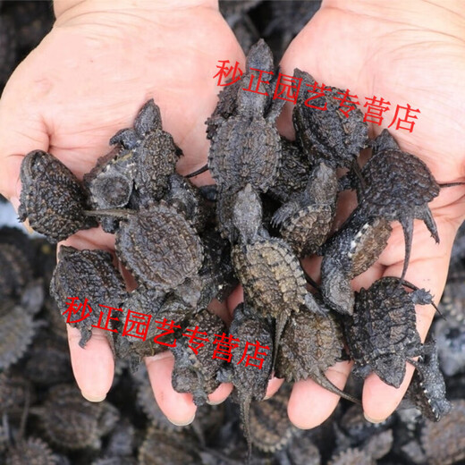 OIMG small snapping turtle live seedling pet turtle size active ornamental turtle water turtle crocodile turtle mixed Buddha new product snapping turtle 5-6 cm