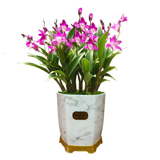 Liu Ge Orchid Perfume Dendrobium Orchid Potted Indoor Desktop Orchid Seedlings 18 Seedlings with 3 Foils and Porcelain White Pots Source Straight Hair