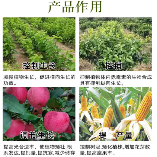 25% paclobutrazol citrus lychee fruit tree rice wheat growth control agent chlormequat pesticide plant growth regulator 500 (10 bottles)