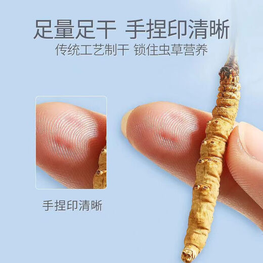 Wazang echte Cordyceps Cordyceps Geschenkbox in Kopf-Futures Trocken Cordyceps Cordyceps Cordyceps Höhere Höhe 2-3 Wurzeln/G 10g
