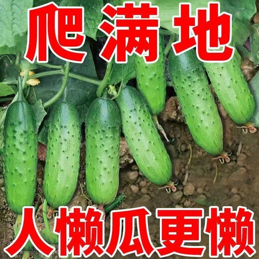 No scaffolding, fruit cucumber seeds crawling all over the floor, four-season courtyard balcony potted cucumber seeds, vegetable seeds, original, fruit cucumber seeds crawling all over the floor, selected, one pack, about 55 grains + Song fertilizer