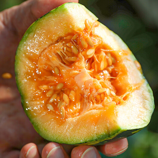 Shouhe Xinjiang Hami melon seeds, southern and northern early-maturing super sweet Xiangfei reticulated honeydew melon seeds, Shouhe Weifeng Bingtang Prince melon seeds 80 capsules