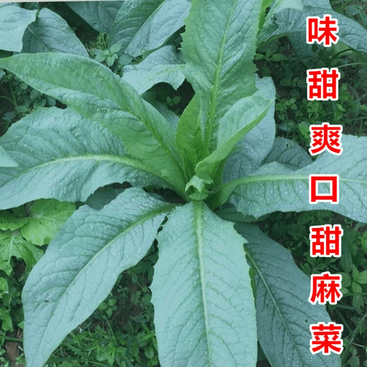 Bohui Gaozhou Sweet Wheat Seeds, Sweet Wheat Seeds, Bitter Wheat Seeds, Authentic Gaozhou Sweet Wheat Seeds, Specialty Soft, Tender and Refreshing Gaozhou Sweet Wheat Seeds 4 packs and 6 packs (40 people choose)