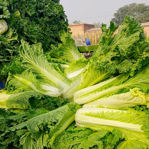 Shouhe Tianjin green hemp leaf Chinese cabbage seeds winter storage vegetable seeds field planting high stakes long summer and autumn green cabbage mussels Tianjin Green 60 cabbage seeds 15gx5 bags