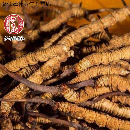 Ivanmai Auténtico Cordyceps Cordyceps Cordyceps Cordyceps Casco de hierba no rota Empacada de tubos de raíz súper grande Liangshan Yivanmai Yivanta prueba 1 botella