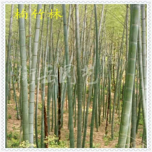 Large Phoebe Bamboo Seedlings Phoebe Bamboo Whip Green Bamboo Spotted Bamboo Seedlings are now dug and moisturized. Buy 10 sections and get 4 sections free. Large Phoebe Bamboo Seedlings Two Sections Song Rooting Powder
