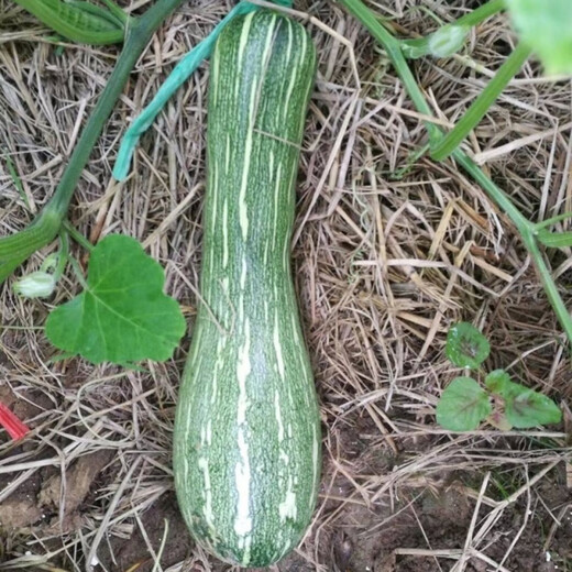 Early-maturing, tender and secret pumpkin seeds, tender pumpkin seeds, long vine-eating small pumpkins, early-maturing spring garden vegetable larvae, original quality products, buy 1+1 and get 2 packs ++