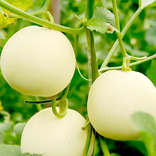 Yuhenong White Melon Seeds, Melon Seeds, Thin, Crisp and Sweet, North and South White Melon Seeds, 20 capsules