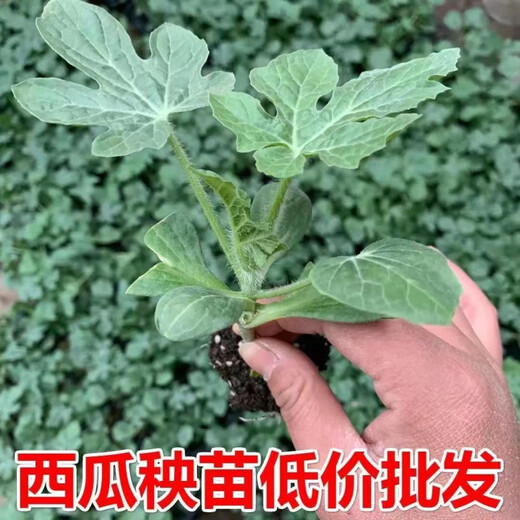 8424 Authentic Grafted Seedlings with Soil and Seedless Midu Kirin Early Mature Seedlings Watermelon Seedlings Xinong No. 8 Watermelon Seedlings Buy 10+10 Real Hair 20 Plants + Fertilizer